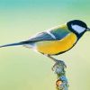 Beautiful Parus Bird diamond painting