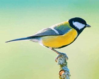 Beautiful Parus Bird diamond painting