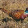 Beautiful Pheasant diamond painting