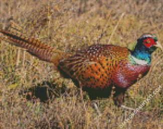 Beautiful Pheasant diamond painting