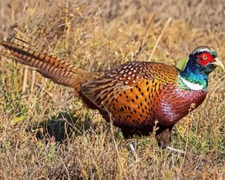 Beautiful Pheasant diamond painting