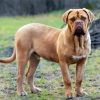 Beige Mastiff diamond painting