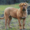 Beige Mastiff diamond painting