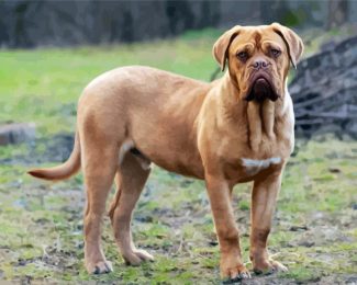 Beige Mastiff diamond painting