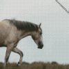 Beige Brumby Horse diamond painting