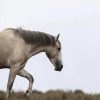 Beige Brumby Horse diamond painting