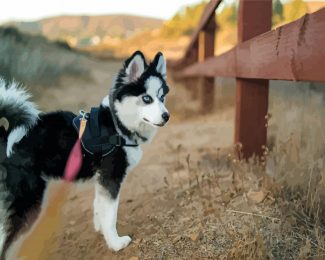 Black And White Pomsky diamond painting