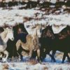 Black And White Brumby Flock diamond painting