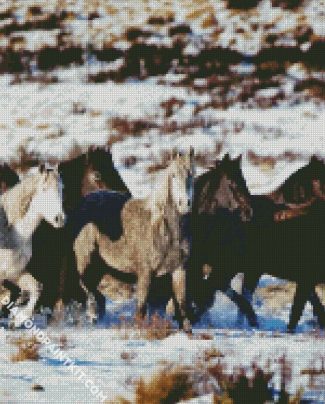 Black And White Brumby Flock diamond painting