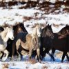 Black And White Brumby Flock diamond painting