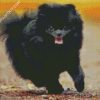 Black Pomeranian diamond painting