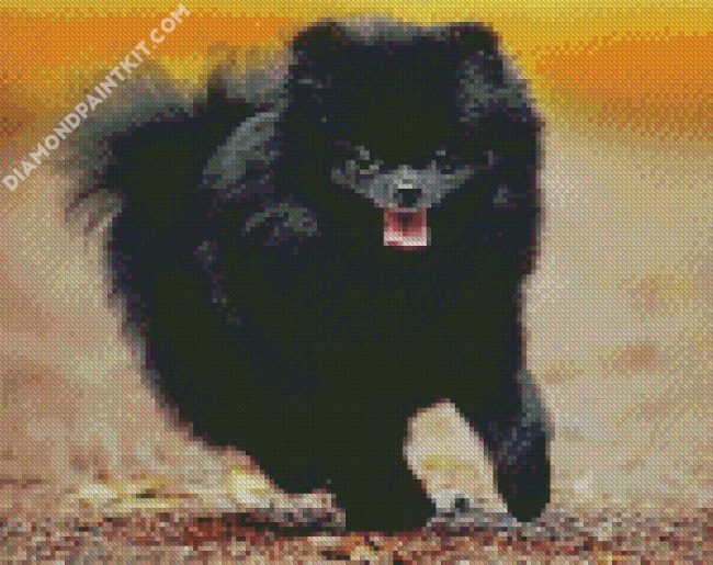 Black Pomeranian diamond painting