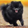 Black Pomeranian diamond painting