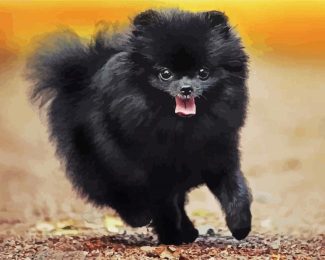 Black Pomeranian diamond painting