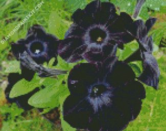 Black Petunias diamond painting