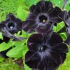 Black Petunias diamond painting