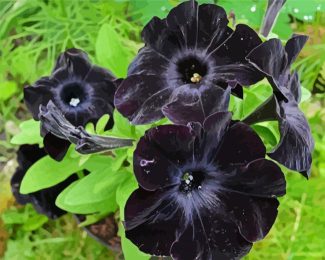 Black Petunias diamond painting