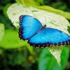 Blue Butterfly diamond painting