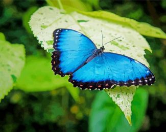 Blue Butterfly diamond painting