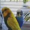 Blue And Yellow Budgerigars diamond painting