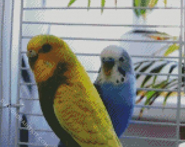 Blue And Yellow Budgerigars diamond painting