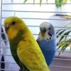 Blue And Yellow Budgerigars diamond painting