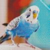 Blue Bird Budgerigar diamond painting