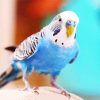 Blue Bird Budgerigar diamond painting