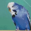 Blue Budgerigar diamond painting