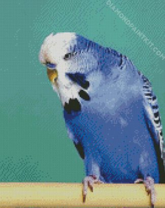 Blue Budgerigar diamond painting