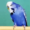 Blue Budgerigar diamond painting