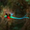 Blue Tail Quetzal diamond painting