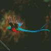 Blue Tail Quetzal diamond painting