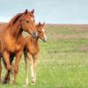 Brown Mares diamond painting