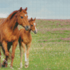 Brown Mares diamond painting