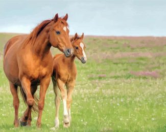 Brown Mares diamond painting