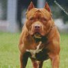 Brown Pitbull diamond painting