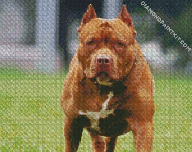 Brown Pitbull diamond painting