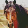 Brown Brumby Horse diamond painting