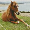 Brown Brumby Horse Animal diamond painting