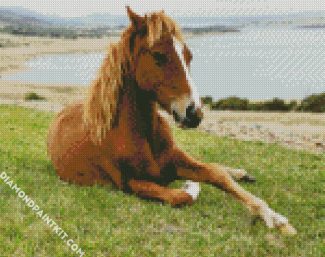 Brown Brumby Horse Animal diamond painting