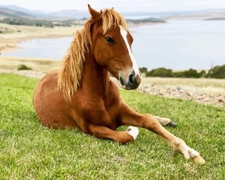 Brown Brumby Horse Animal diamond painting