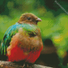 Brown Head Quetzal diamond painting