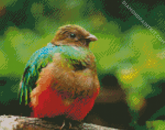 Brown Head Quetzal diamond painting