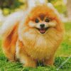 Brown Pomeranian diamond painting