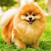 Brown Pomeranian diamond painting