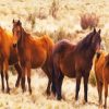 Brumbies Brown Flock diamond painting