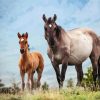 Brumbies diamond painting