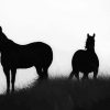 Brumbies Silhouette diamond painting