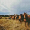 Brumby Flock diamond painting